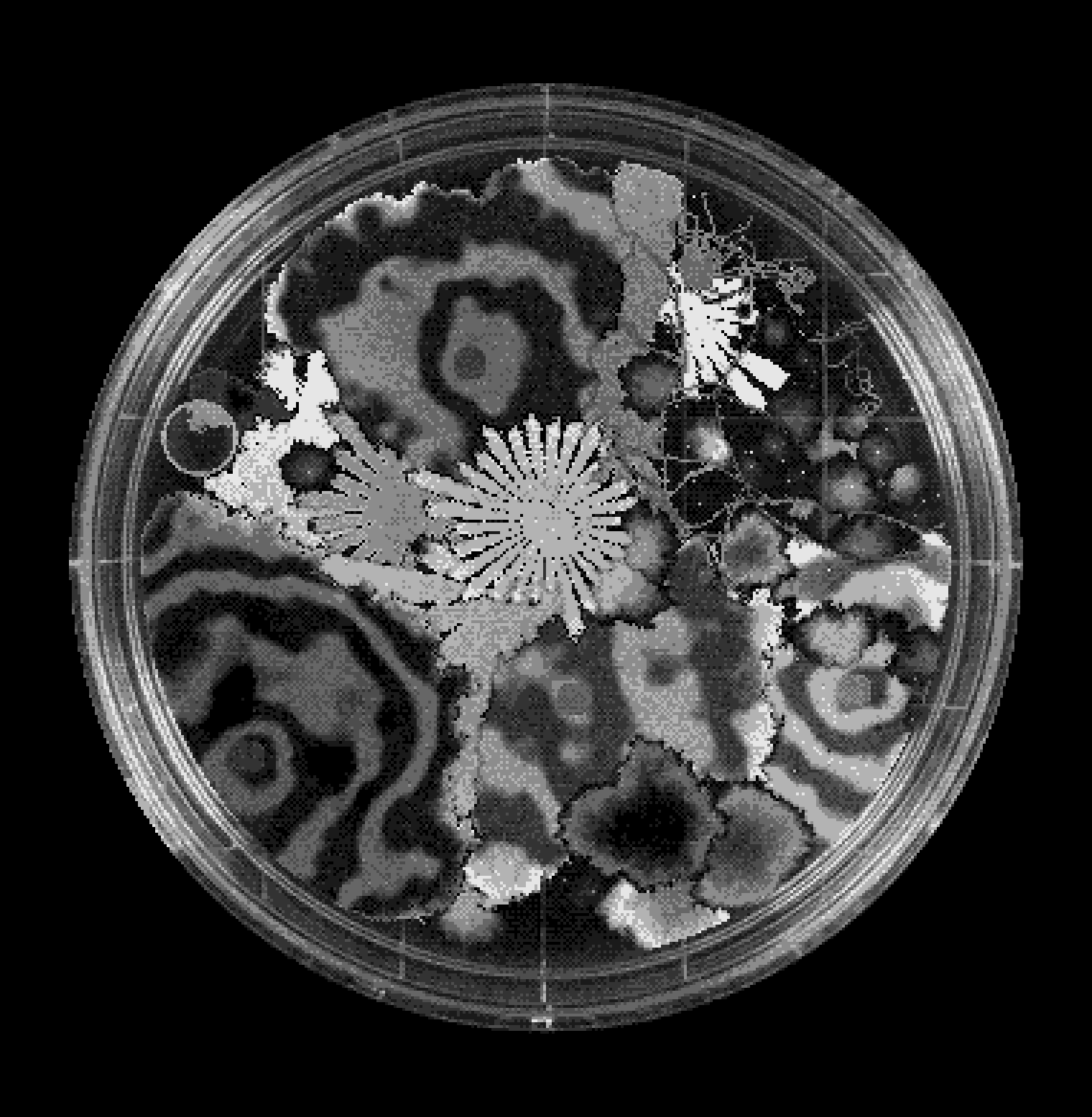 A Petri dish fully grown with digital mold colonies